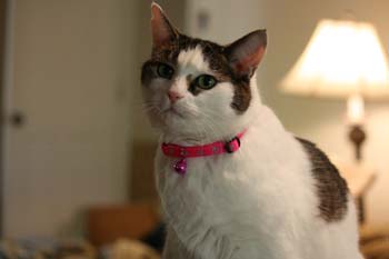 Cat Collars With Bells